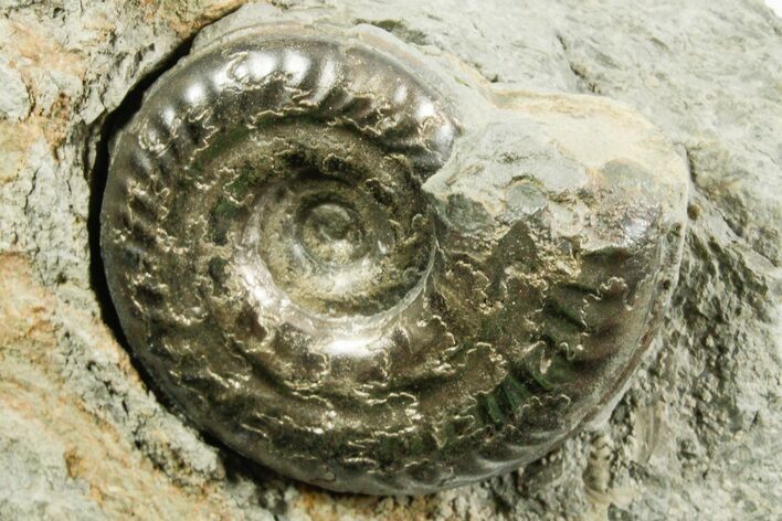 Pyritized Jurassic Ammonite (Hildoceras) Fossil - France #367640